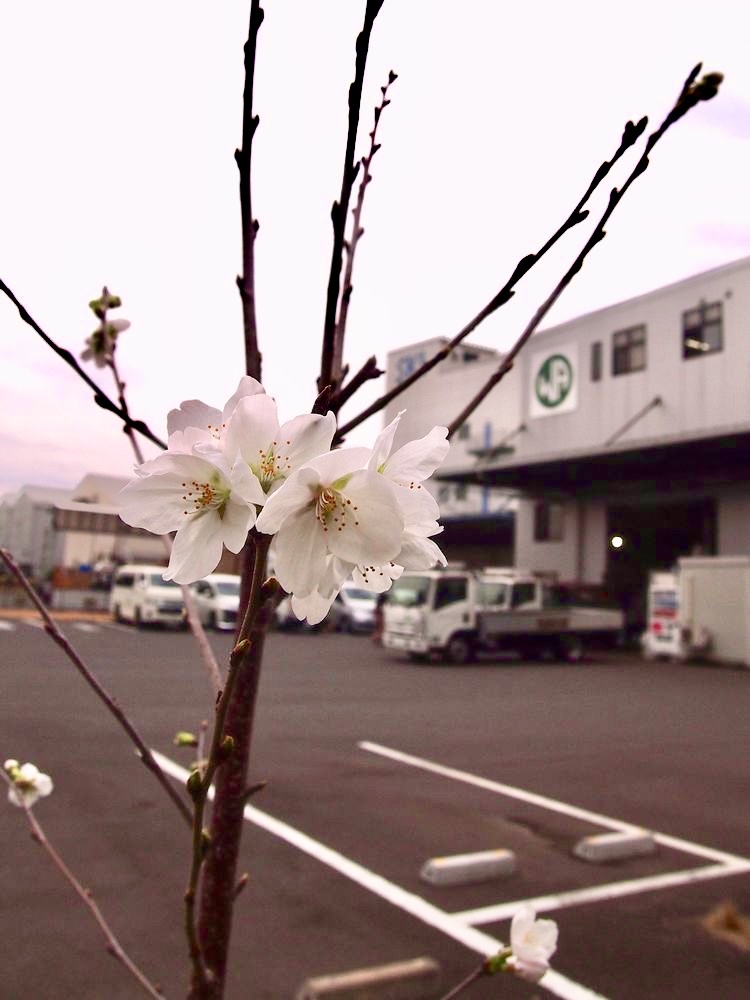 社内お花見を開催しました ウェルディングアロイズ・ジャパン